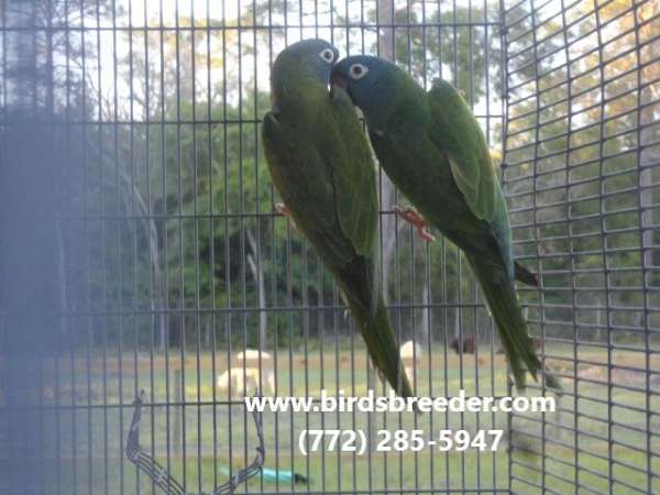 blue-crown-conure-for-sale