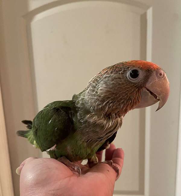 brown-necked-poicephalus-parrots-for-sale-in-west-palm-beach-fl