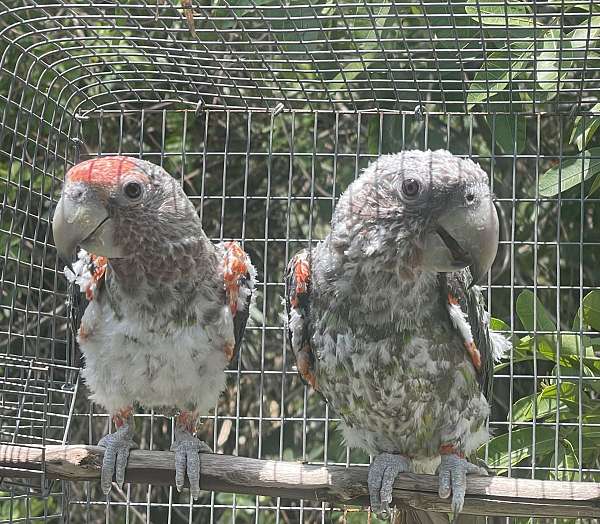 adult-brown-necked-poicephalus-parrots-for-sale
