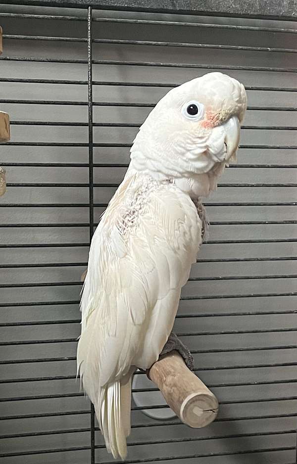 goffin-cockatoo-for-sale