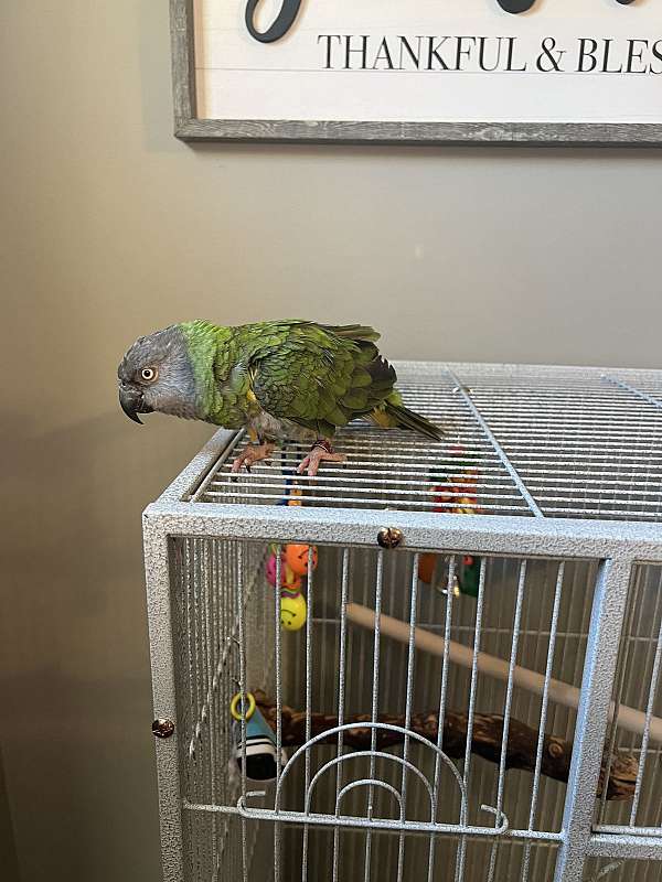 parrot-for-sale