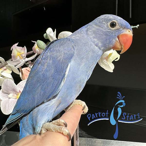 ringneck-parakeet-for-sale