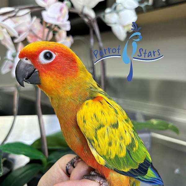 sun-conure-for-sale