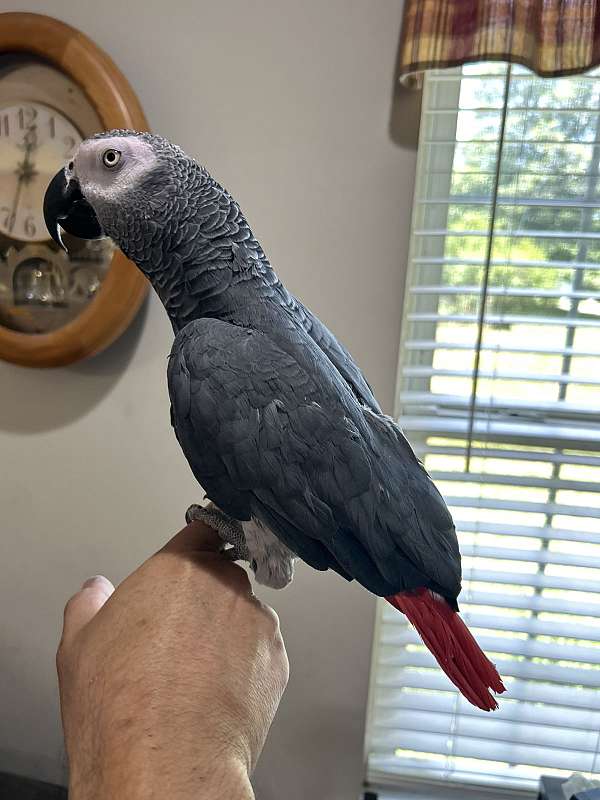 african-grey-parrot-for-sale