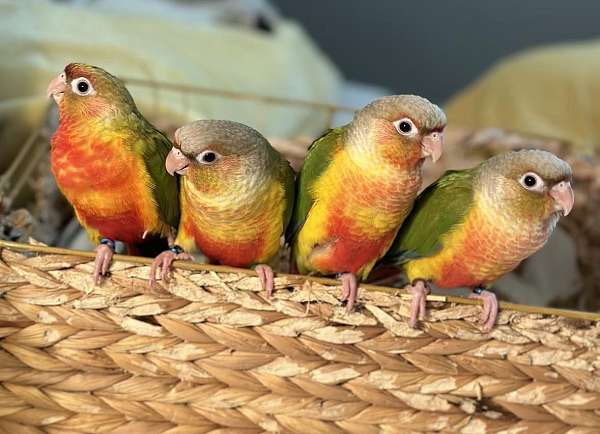 green-cheek-conure-for-sale