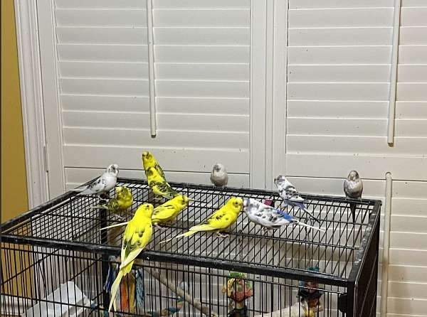 budgerigar-parakeet-for-sale