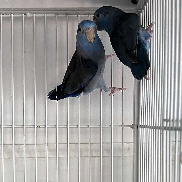 parrotlet-for-sale