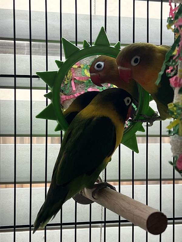 lovebird-for-sale-in-sparks-nv