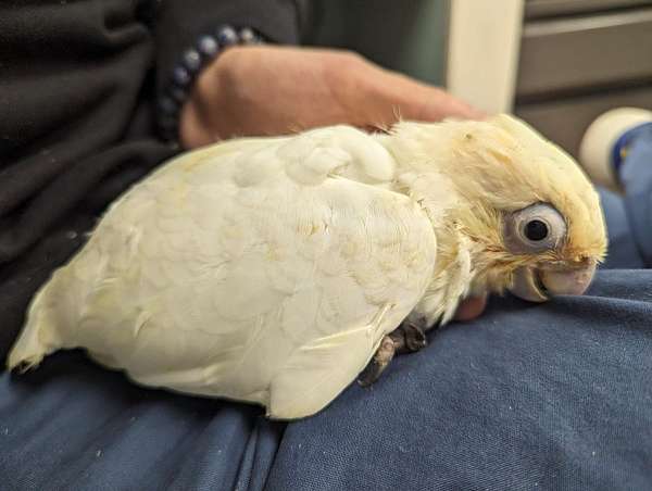 goffin-cockatoo-for-sale