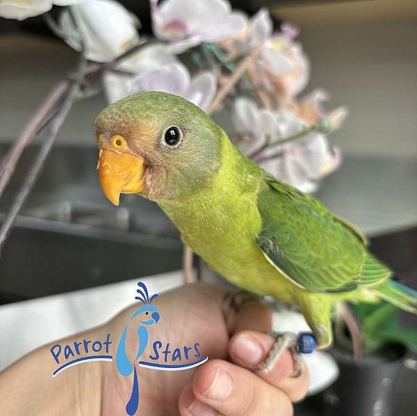 Baby Plum Headed Parakeet Available at Parrot Stars!