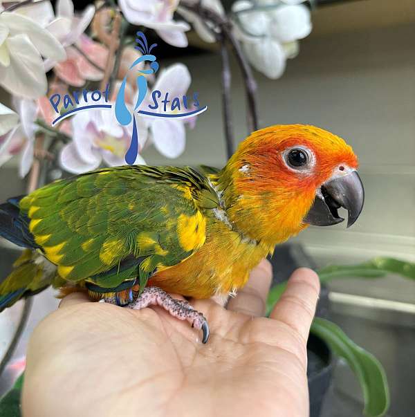 sun-conure-for-sale