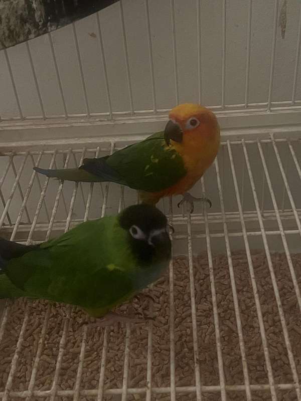 conure-for-sale