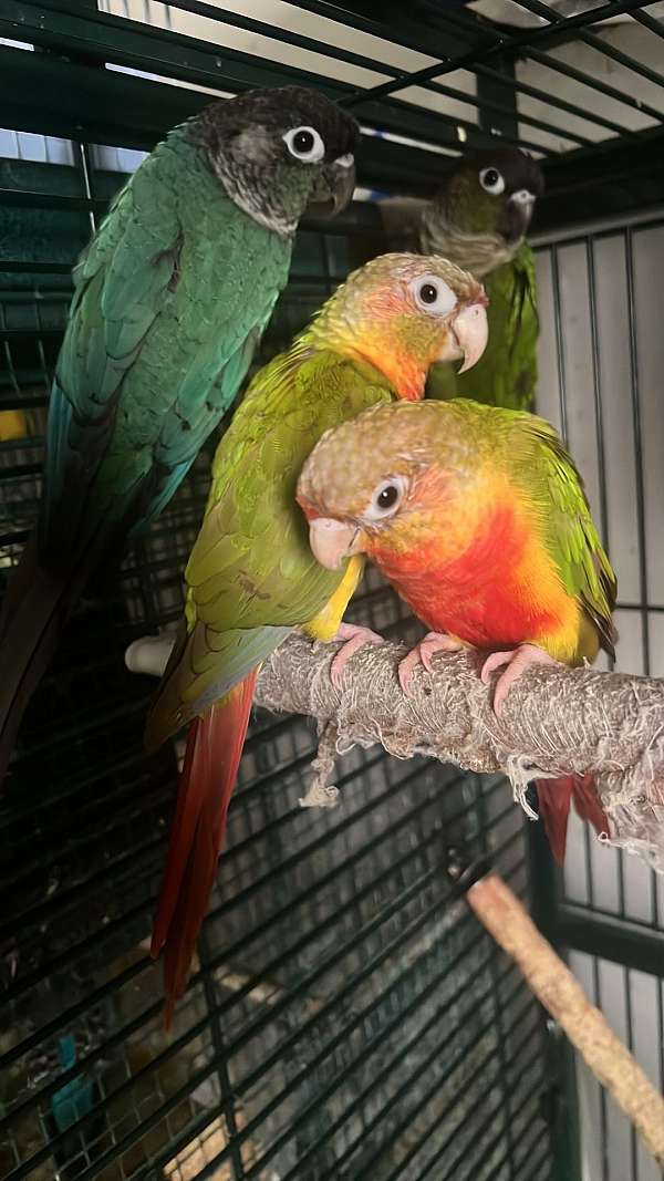 conure-for-sale