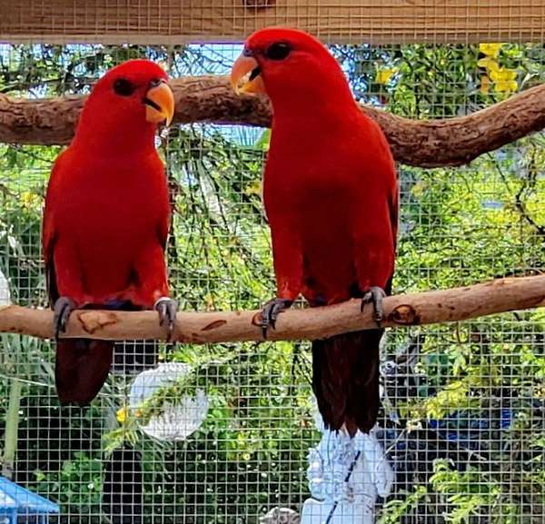 young-lory-red-lory-for-sale