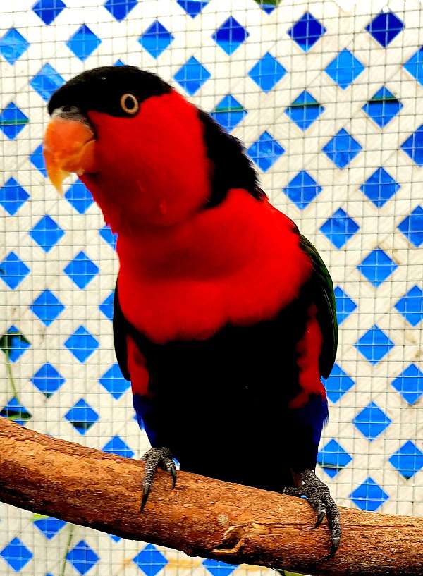 lory-for-sale