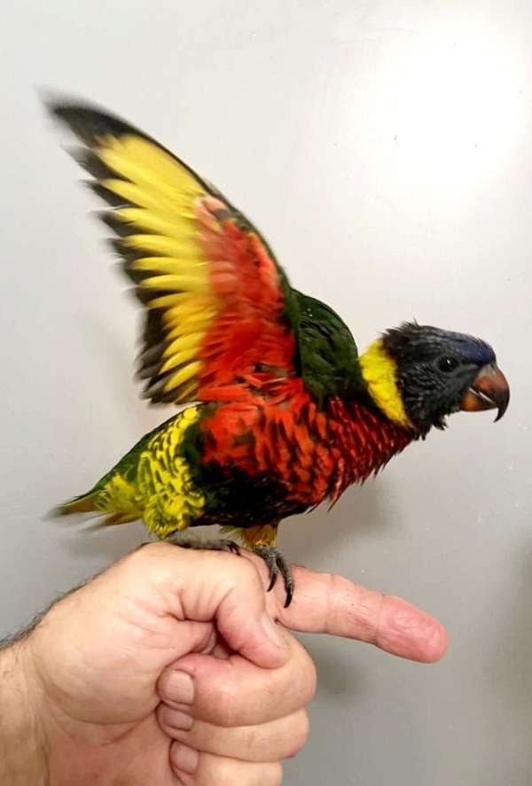 lory-for-sale