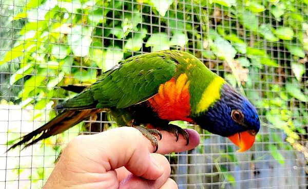 lory-for-sale