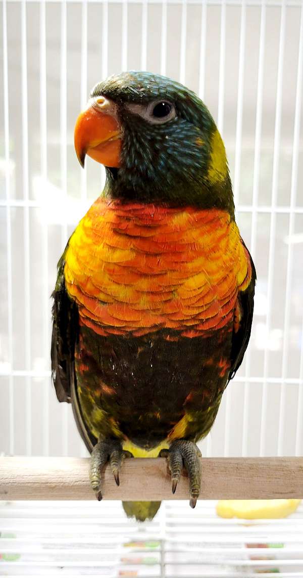 pet-lory-rainbow-lory-for-sale