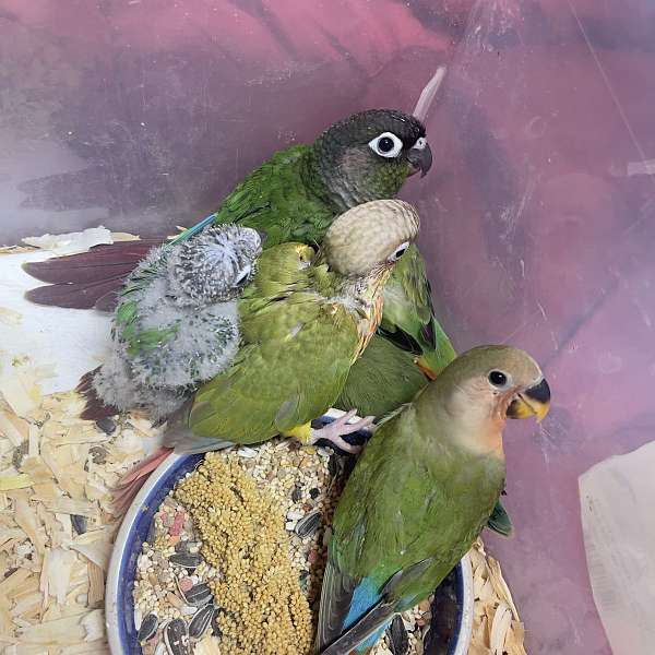 green-cheek-conure-for-sale-in-crosby-tx