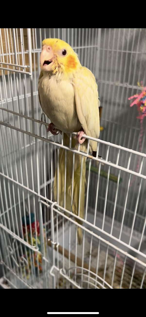 cockatiel-for-sale-in-mount-pleasant-ia