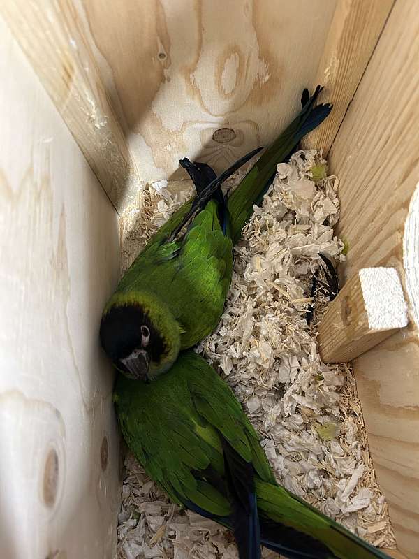 nanday-conure-for-sale-in-mount-pleasant-ia