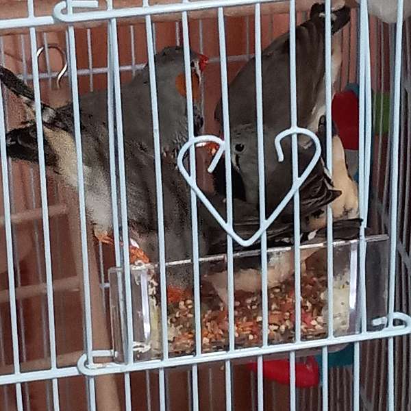 zebra-finch-for-sale-in-walnut-ridge-ar