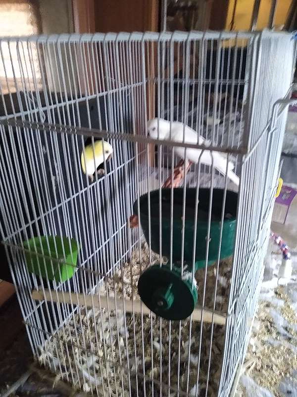 quaker-parrots-for-sale