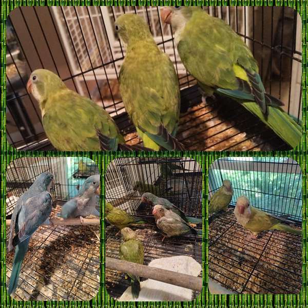 blue-green-bird-for-sale-in-cleveland-tx