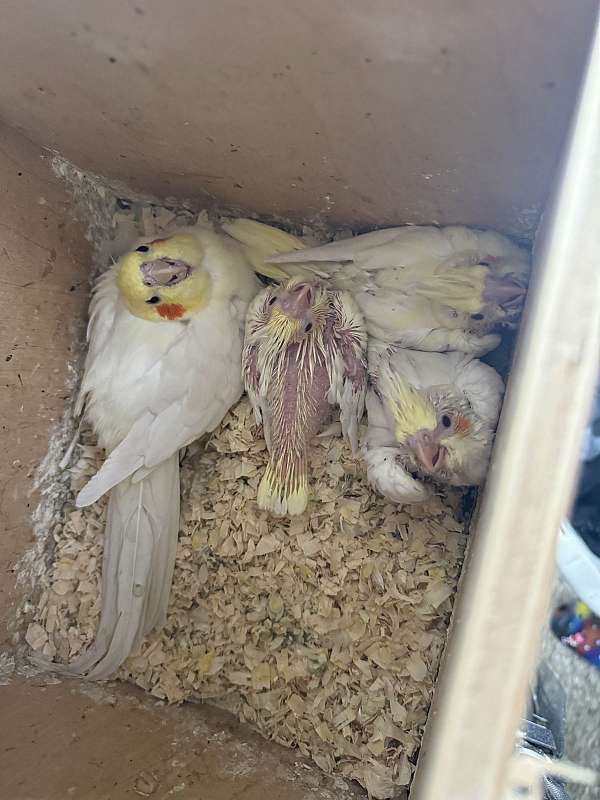 cockatiel-for-sale