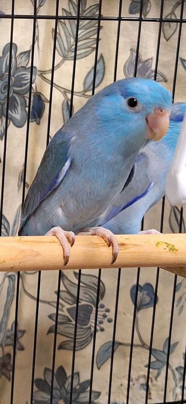 male-bird-for-sale-in-metairie-la