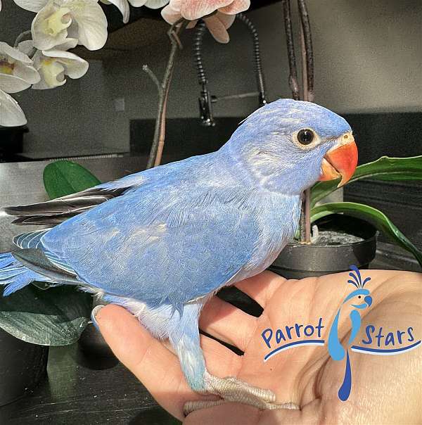 ringneck-parakeet-for-sale