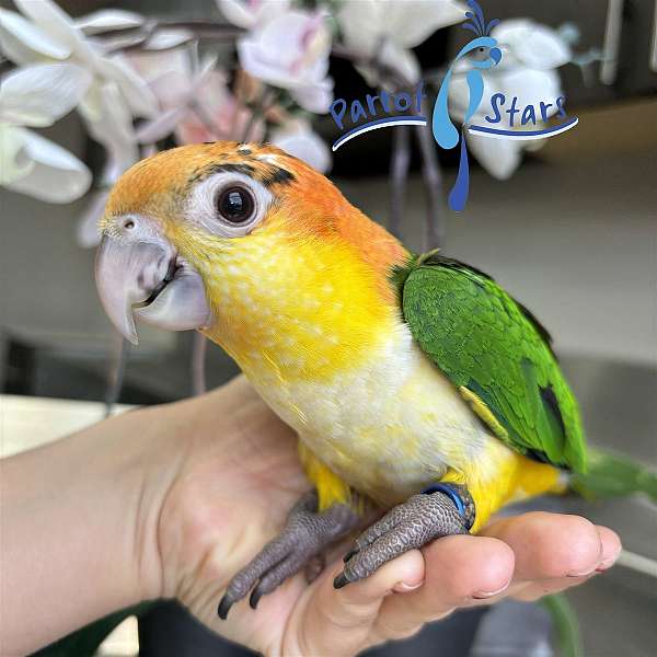 white-bellied-caique-for-sale