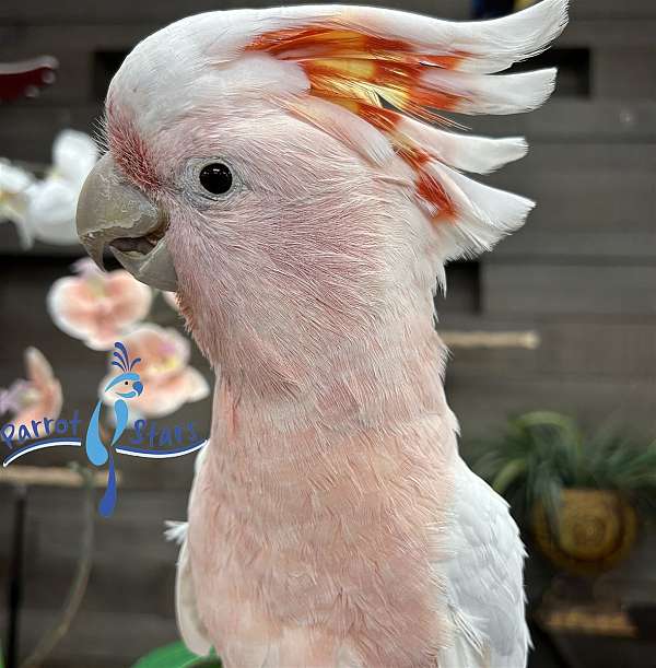 Baby Major Mitchell's Cockatoo Available at Parrot Stars!