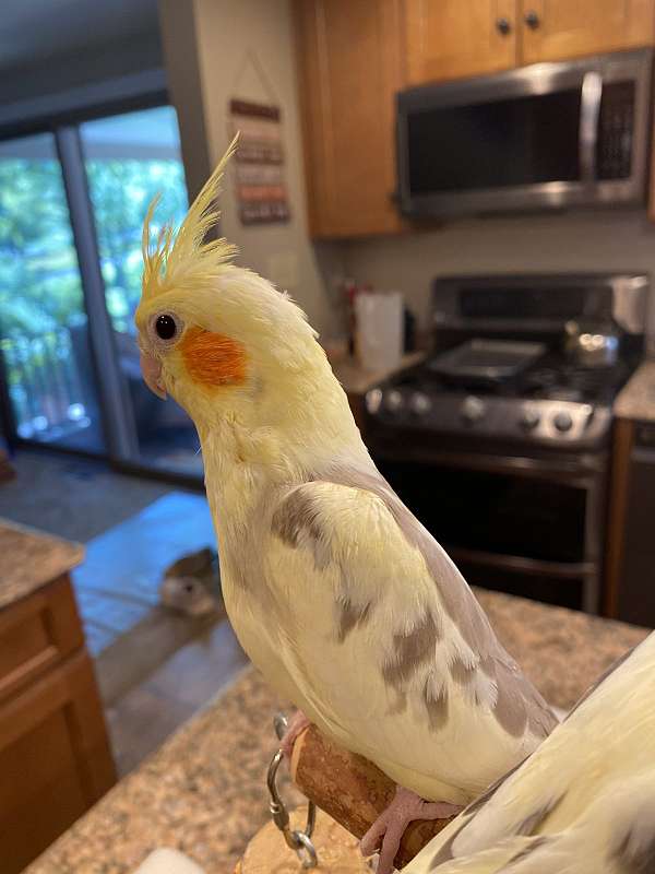 cockatiel-for-sale