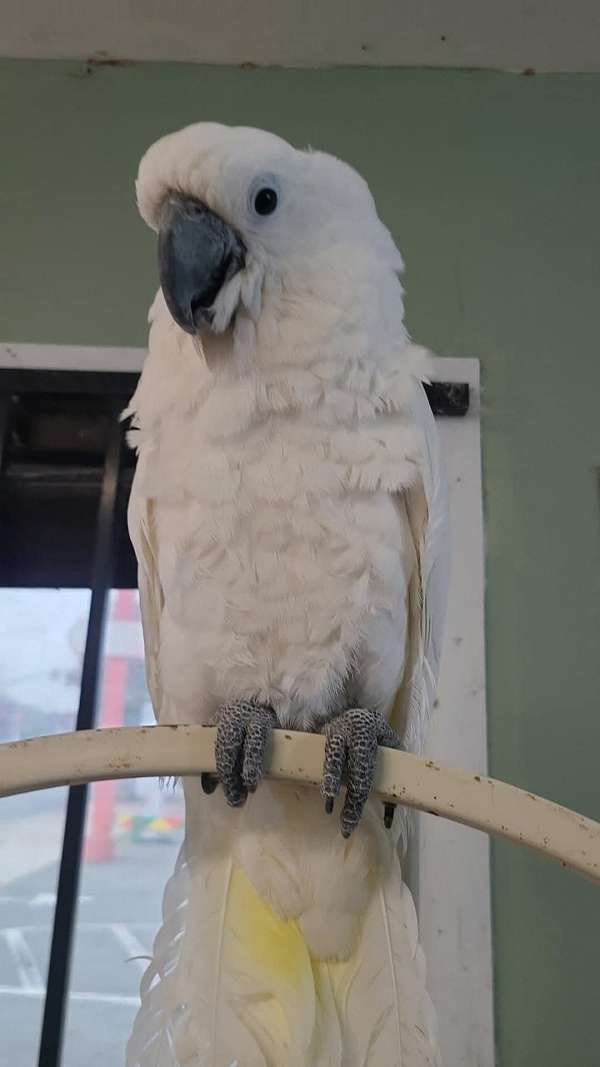 cockatoo-umbrella-cockatoo-for-sale-in-san-diego-ca