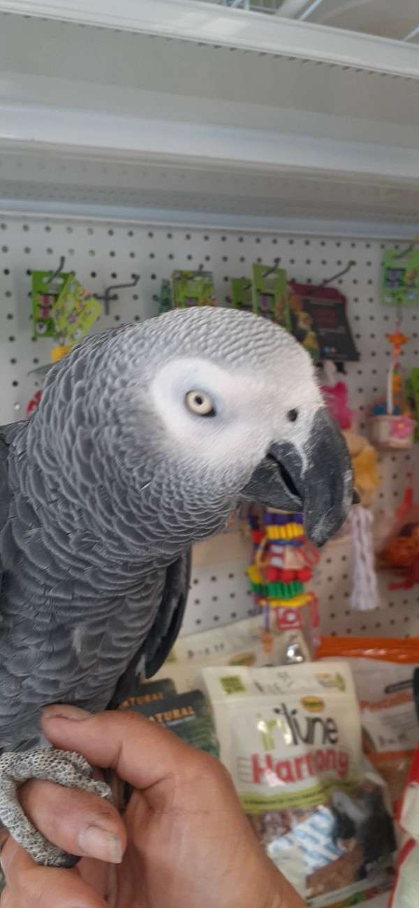 african-grey-parrot-for-sale