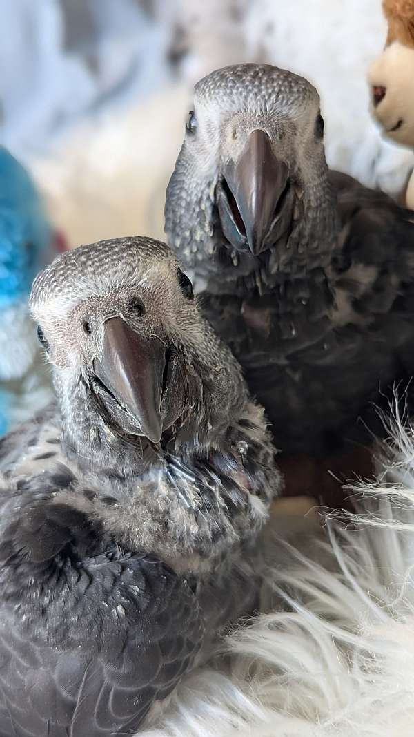 timneh-african-grey-parrot-for-sale-in-smithfield-va