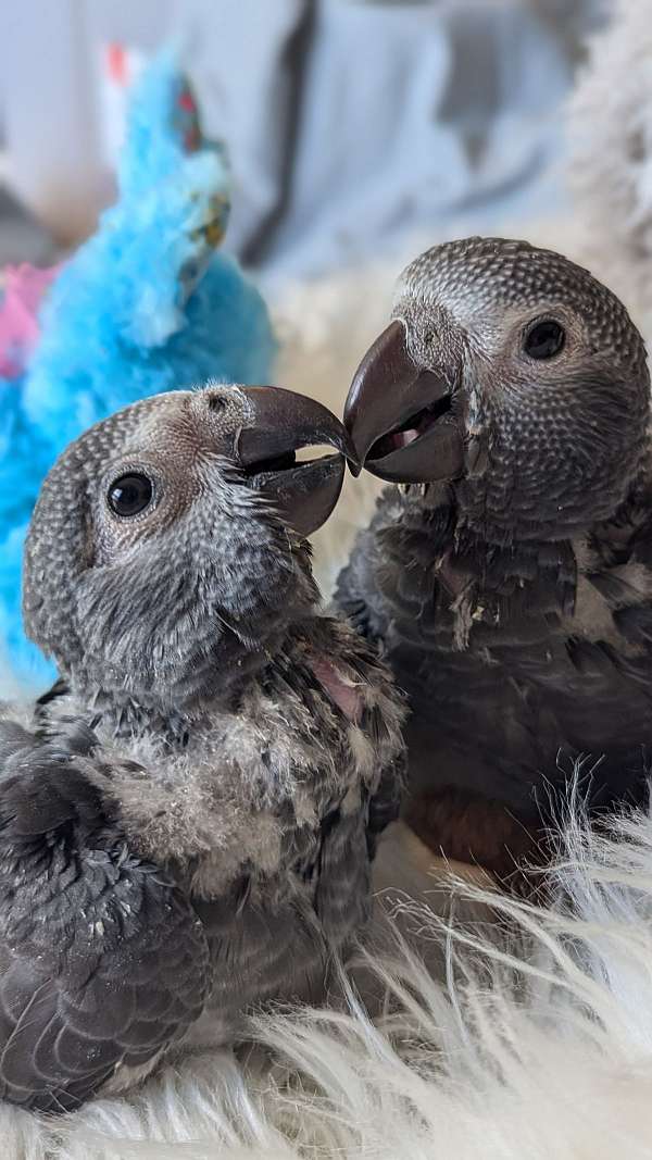 handfed-bird-for-sale-in-smithfield-va