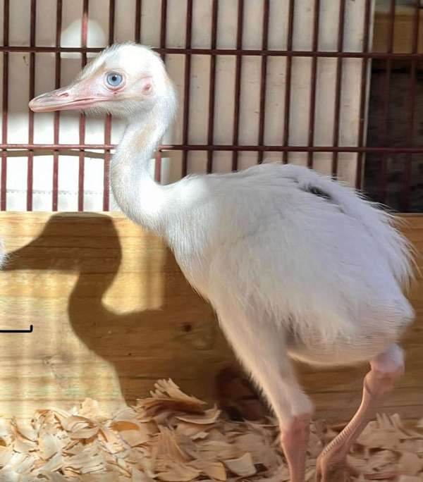 ostrich-for-sale-in-miami-shores-fl