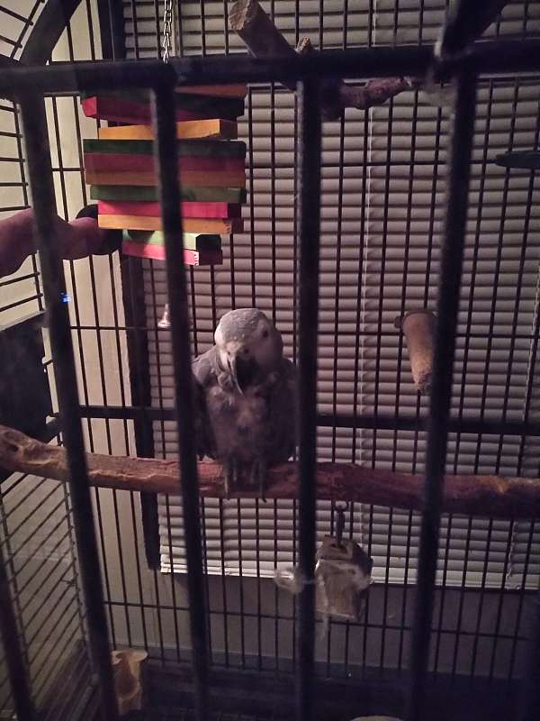 playful-tame-bird-for-sale-in-lawrenceville-ga