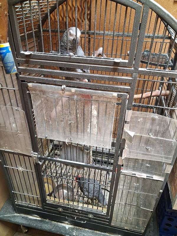 playful-tame-bird-for-sale-in-lawrenceville-ga