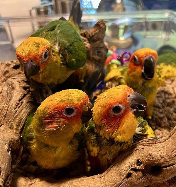 sun-conure-for-sale