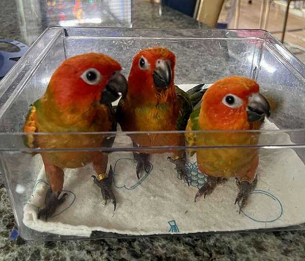 sun-conure-for-sale