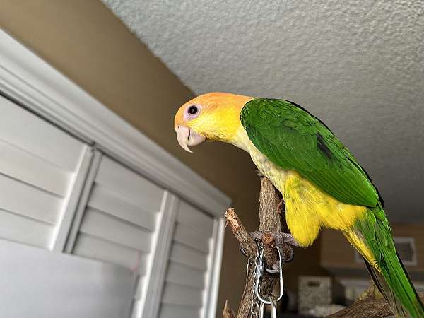 green-white-bellied-caique-for-sale