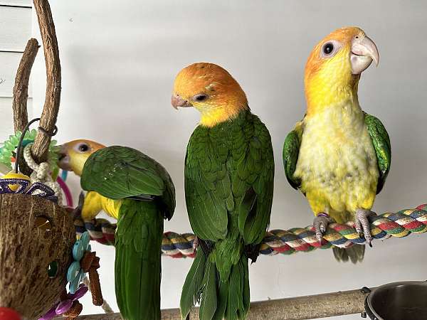 orange-white-bellied-caique-for-sale