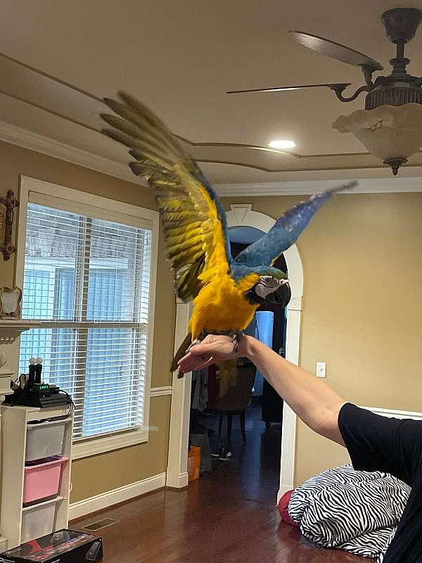 blue-gold-bird-for-sale-in-alabama