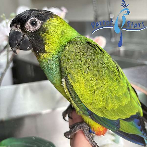 nanday-conure-for-sale