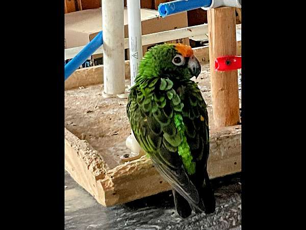 poicephalus-parrots-for-sale-in-astoria-or