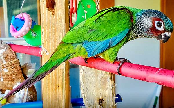 blue-painted-conure-for-sale