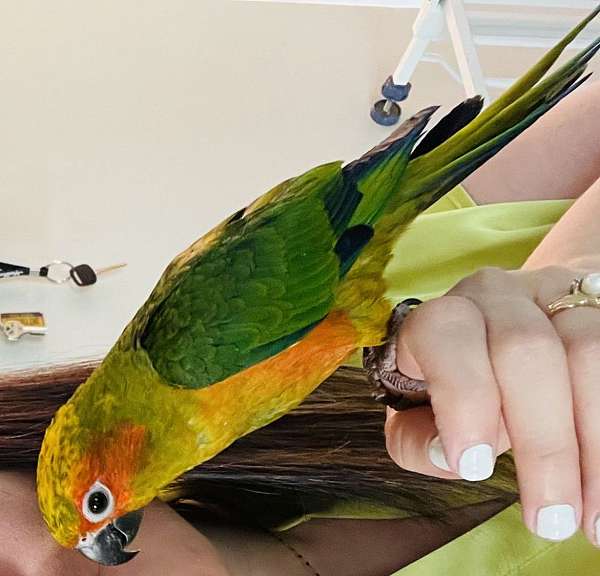 conure-sun-conure-for-sale-in-connecticut